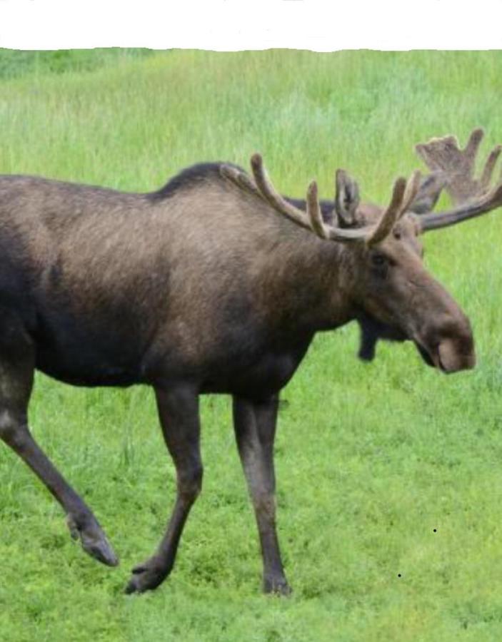 Stuga Utanfoer Fjaellbacka Fjällbacka Exterior foto